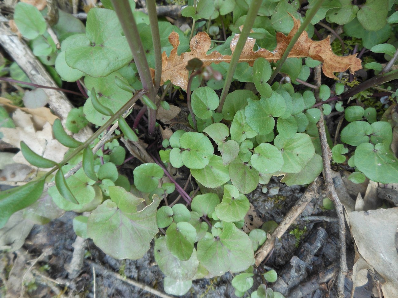 Cardamine apennina Lihov & Marhold